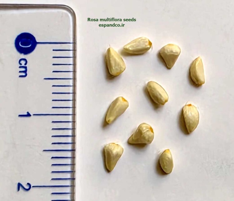 Rosa multiflora seeds